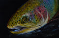 RAINBOW TROUT #1