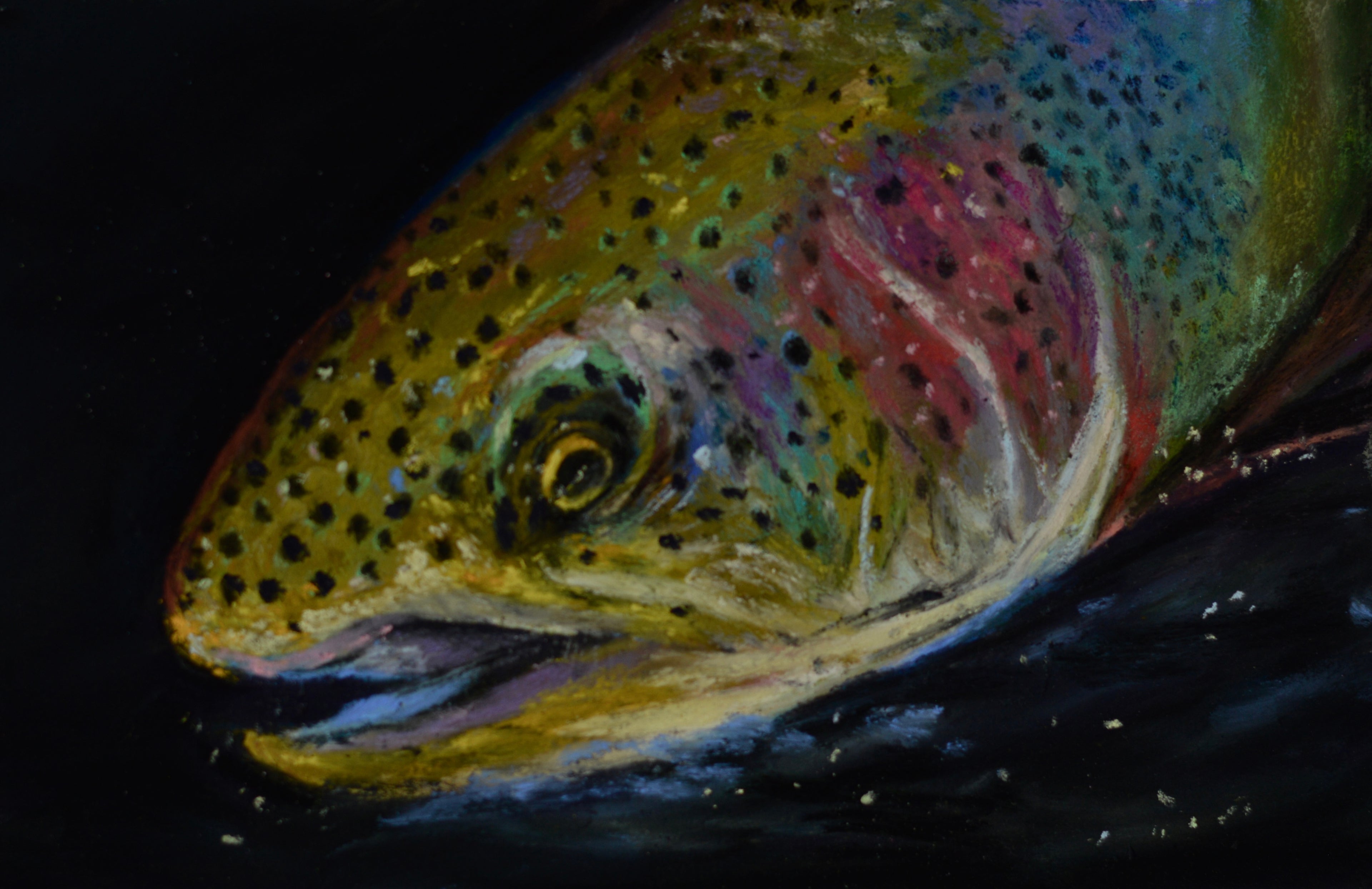 RAINBOW TROUT #1